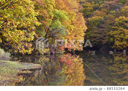 裏磐梯の紅葉 曲沢沼 裏磐梯の紅葉 曲沢沼 88533264