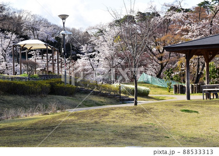 群馬県高崎市 観音山公園の満開桜と散策路 群馬県高崎市 観音山公園の満開桜と散策路 88533313