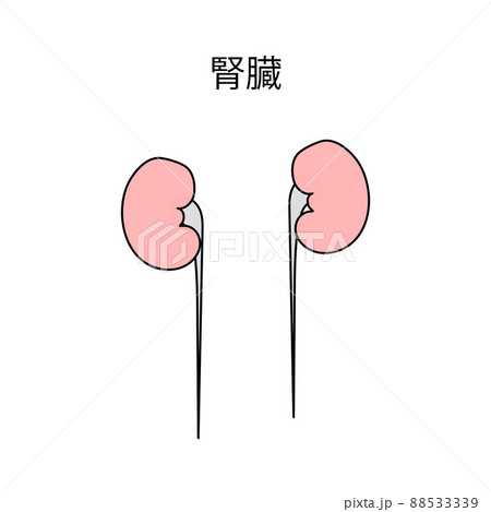 イラスト素材 かわいいシンプルな臓器アイコン 腎臓 のイラスト素材