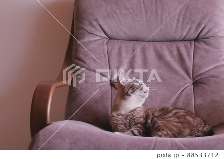 ソファーで寛ぎ上を見つめるトラ猫 ソファーで寛ぎ上を見つめるトラ猫 88533712