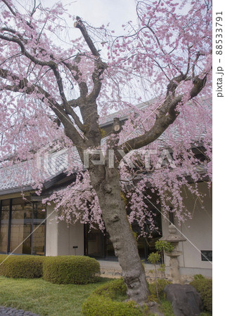 大垣市郷土館　枝垂れ桜 88533791