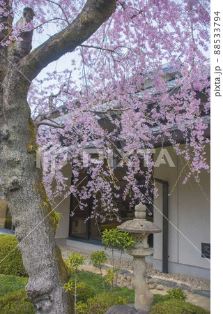 大垣市郷土館　枝垂れ桜 88533794