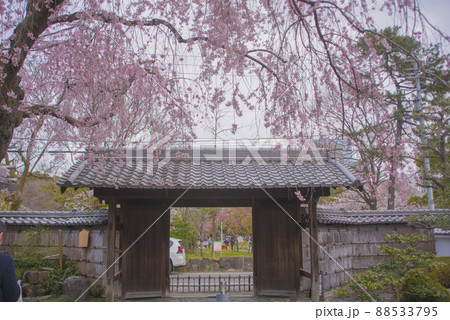 大垣市郷土館 枝垂れ桜 大垣市郷土館 枝垂れ桜 88533795