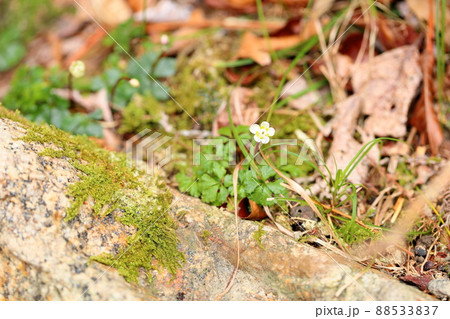 バイカオウレンの花 バイカオウレンの花 88533837