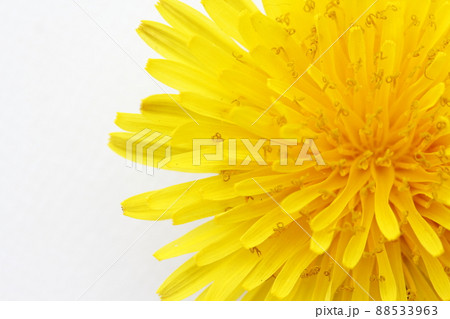 タンポポの花 タンポポの花 88533963