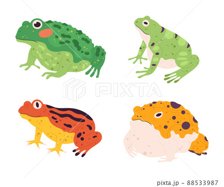 Frog set. Tropical colorful animals. Different fauna characters of wildlife or nature. Exotic green, yellow and orange amphibians Frog set. Tropical colorful animals. Different fauna characters of wildlife or nature. Exotic green, yellow and orange amphibians 88533987