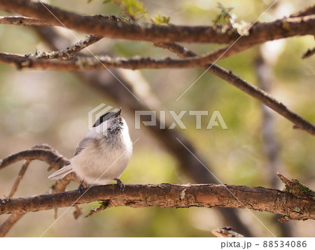 野鳥　小雀 88534086