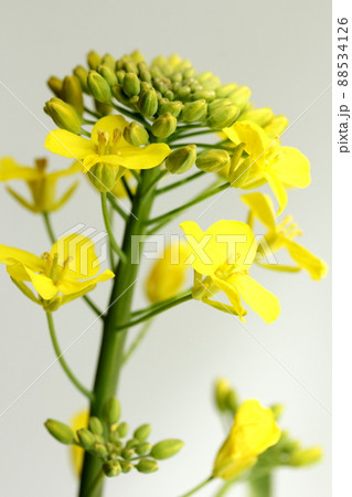 菜の花 88534126