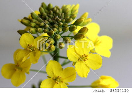 菜の花 88534130