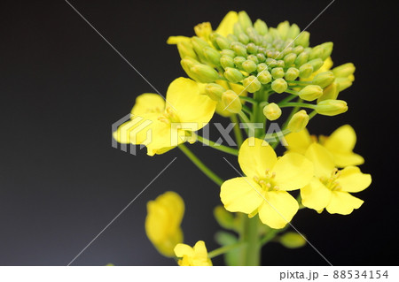 菜の花 88534154