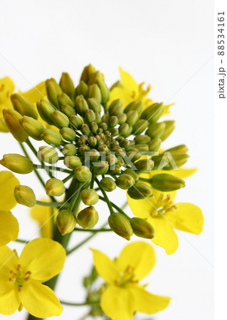 菜の花のつぼみ 88534161