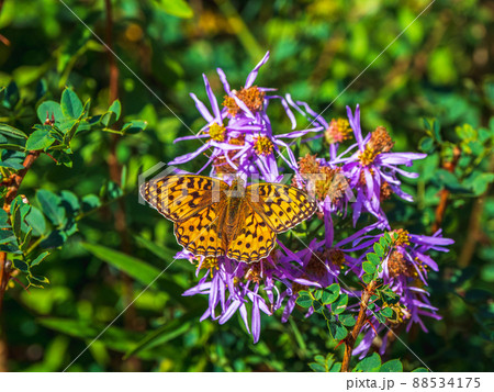Bright imago Fabriciana adippe,  High brown fritillary on a flower, close up. Beautiful butterfly rests on an autumn flower natural green background. Bright imago Fabriciana adippe,  High brown fritillary on a flower, close up. Beautiful butterfly rests on an autumn flower natural green background. 88534175