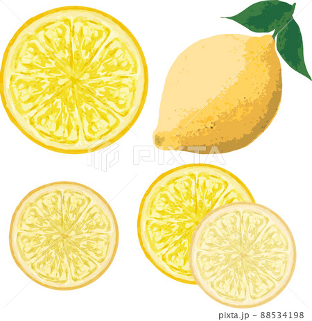 レモン 檸檬 れもん 果物 フルーツ 柑橘類 手描き 水彩 油絵 かわいい おしゃれ イラスト素材のイラスト素材
