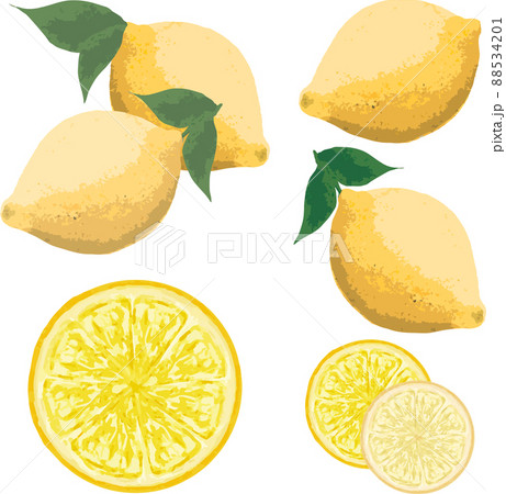 レモン 檸檬 れもん 果物 フルーツ 柑橘類 手描き 水彩 油絵 かわいい おしゃれ イラスト素材のイラスト素材 5341