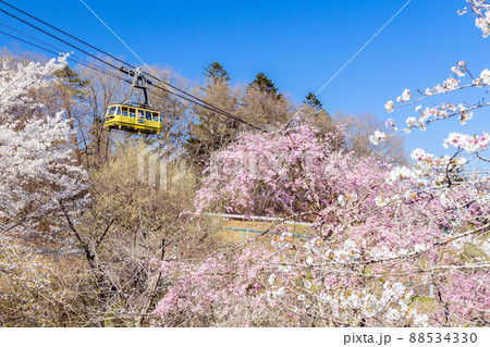 桜と宝登山ロープウェイ1 88534330