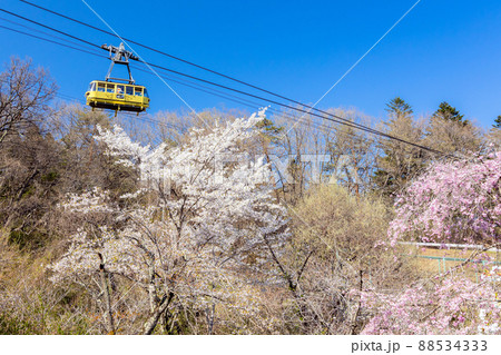 桜と宝登山ロプウェイ2 88534333
