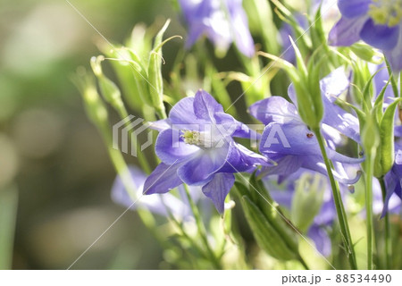 オダマキの花のクローズアップ 88534490