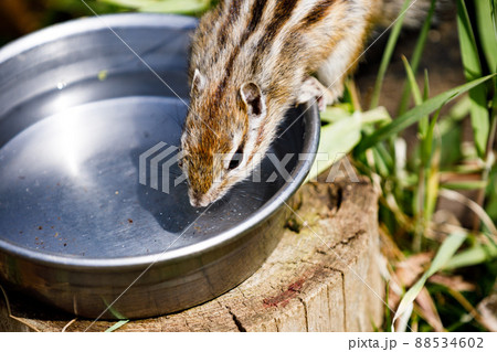 埼玉県さいたま市 市民の森 グリーンセンターりすの家のシマリス 埼玉県さいたま市 市民の森 グリーンセンターりすの家のシマリス 88534602