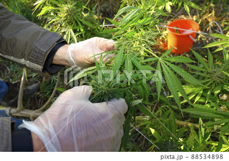 Grower hands cultivating cannabis growing in the field 88534898