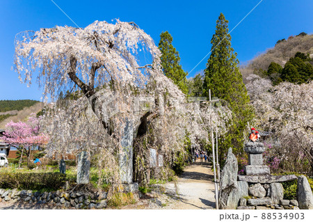 法善寺しだれ桜 88534903