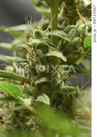 Cannabis buds blossoming flowers, trichomes in the inflorescence of the plant Cannabis buds blossoming flowers, trichomes in the inflorescence of the plant 88534907