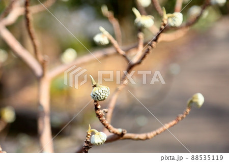 ミツマタの蕾 88535119