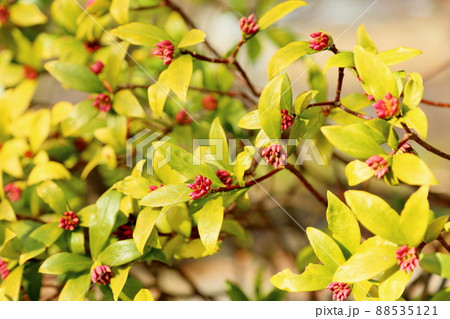 ジンチョウゲの花芽 ジンチョウゲの花芽 88535121
