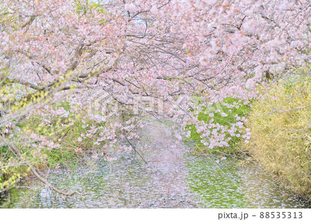 白井の春 桜 白井の春 桜 88535313
