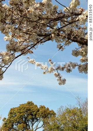 暖かい春の日差しの中で咲く桜 88535640