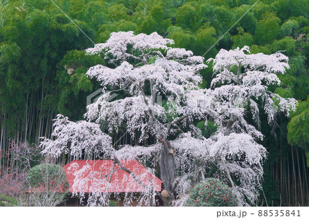 一本桜 - 雪村庵の雪村桜 (2020年) 一本桜 - 雪村庵の雪村桜 (2020年) 88535841