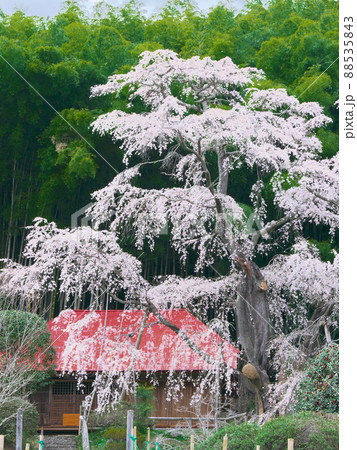 一本桜 - 雪村庵の雪村桜 （2020年） 88535843