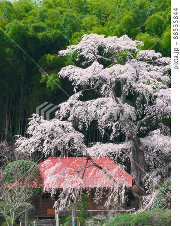 一本桜 - 雪村庵の雪村桜 （2020年） 88535844