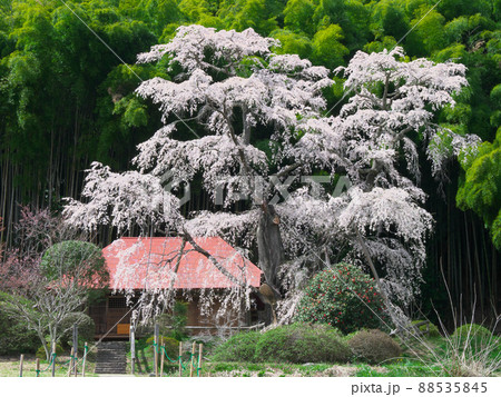 一本桜 - 雪村庵の雪村桜 （2020年） 88535845