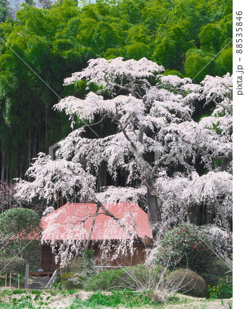 一本桜 - 雪村庵の雪村桜 （2020年） 88535846