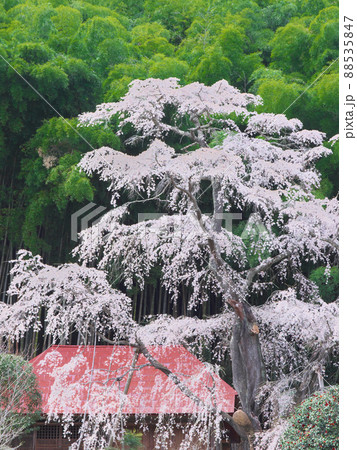 一本桜 - 雪村庵の雪村桜 (2020年) 一本桜 - 雪村庵の雪村桜 (2020年) 88535847