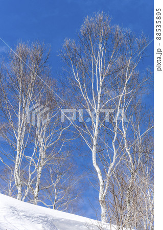 積雪の斜面に見る冬枯れした白樺の木立 88535895