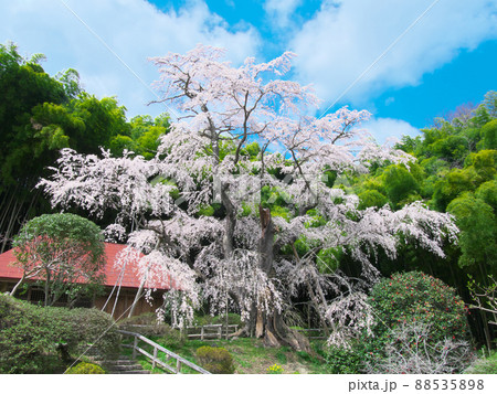 一本桜 - 雪村庵の雪村桜 （2020年） 88535898