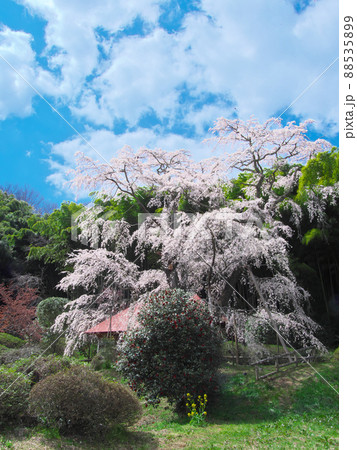 一本桜 - 雪村庵の雪村桜 （2020年） 88535899