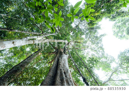 green trees in the summer forest green trees in the summer forest 88535930