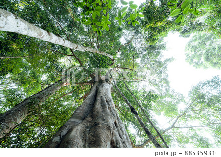 green trees in the summer forest green trees in the summer forest 88535931