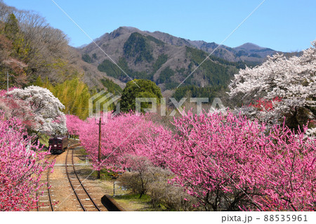 花桃と桜満開のわたらせ渓谷鉄道 88535961