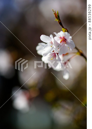 桜 小彼岸 (こひがん) 桜 小彼岸 (こひがん) 88536299