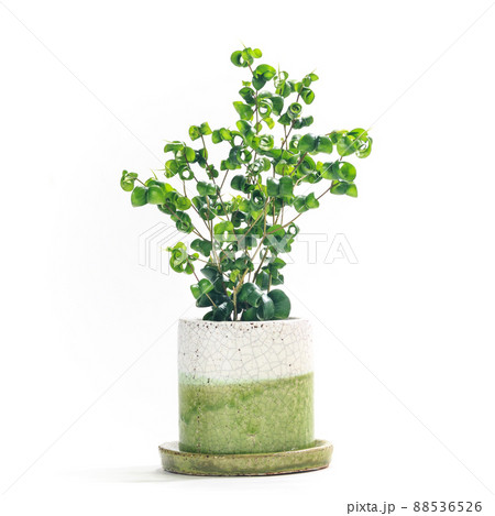 観葉植物、カールした葉がユニークなフィカス・バロックの鉢植え【白背景】 観葉植物、カールした葉がユニークなフィカス・バロックの鉢植え【白背景】 88536526