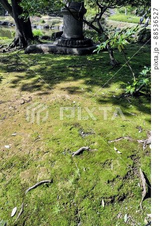 苔むした地面 88536527