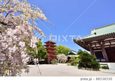 しだれ桜咲く東長寺の五重塔 福岡市の新観光名所 福岡市博多区 しだれ桜咲く東長寺の五重塔 福岡市の新観光名所 福岡市博多区 88536530