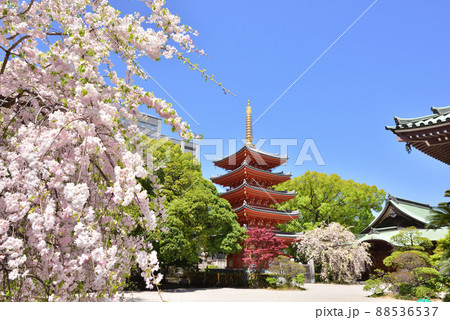しだれ桜咲く東長寺の五重塔 福岡市の新観光名所 福岡市博多区 しだれ桜咲く東長寺の五重塔 福岡市の新観光名所 福岡市博多区 88536537