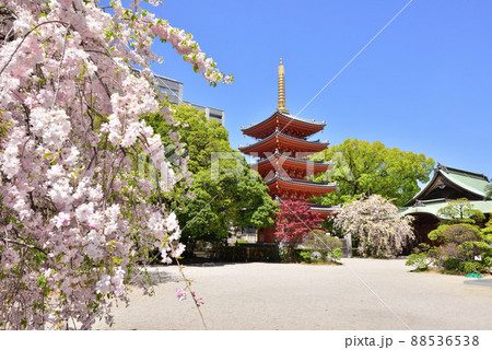 しだれ桜咲く東長寺の五重塔 福岡市の新観光名所 福岡市博多区 しだれ桜咲く東長寺の五重塔 福岡市の新観光名所 福岡市博多区 88536538
