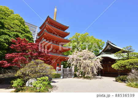 しだれ桜咲く東長寺の五重塔 福岡市の新観光名所 福岡市博多区 しだれ桜咲く東長寺の五重塔 福岡市の新観光名所 福岡市博多区 88536539