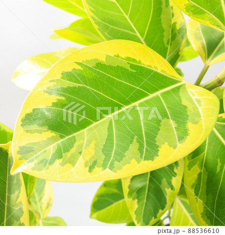 観葉植物、フィカス・ウィルデマニアーナの葉【白背景】 観葉植物、フィカス・ウィルデマニアーナの葉【白背景】 88536610