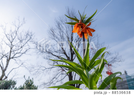 フリチラリア・インペリアリスの花 88536638